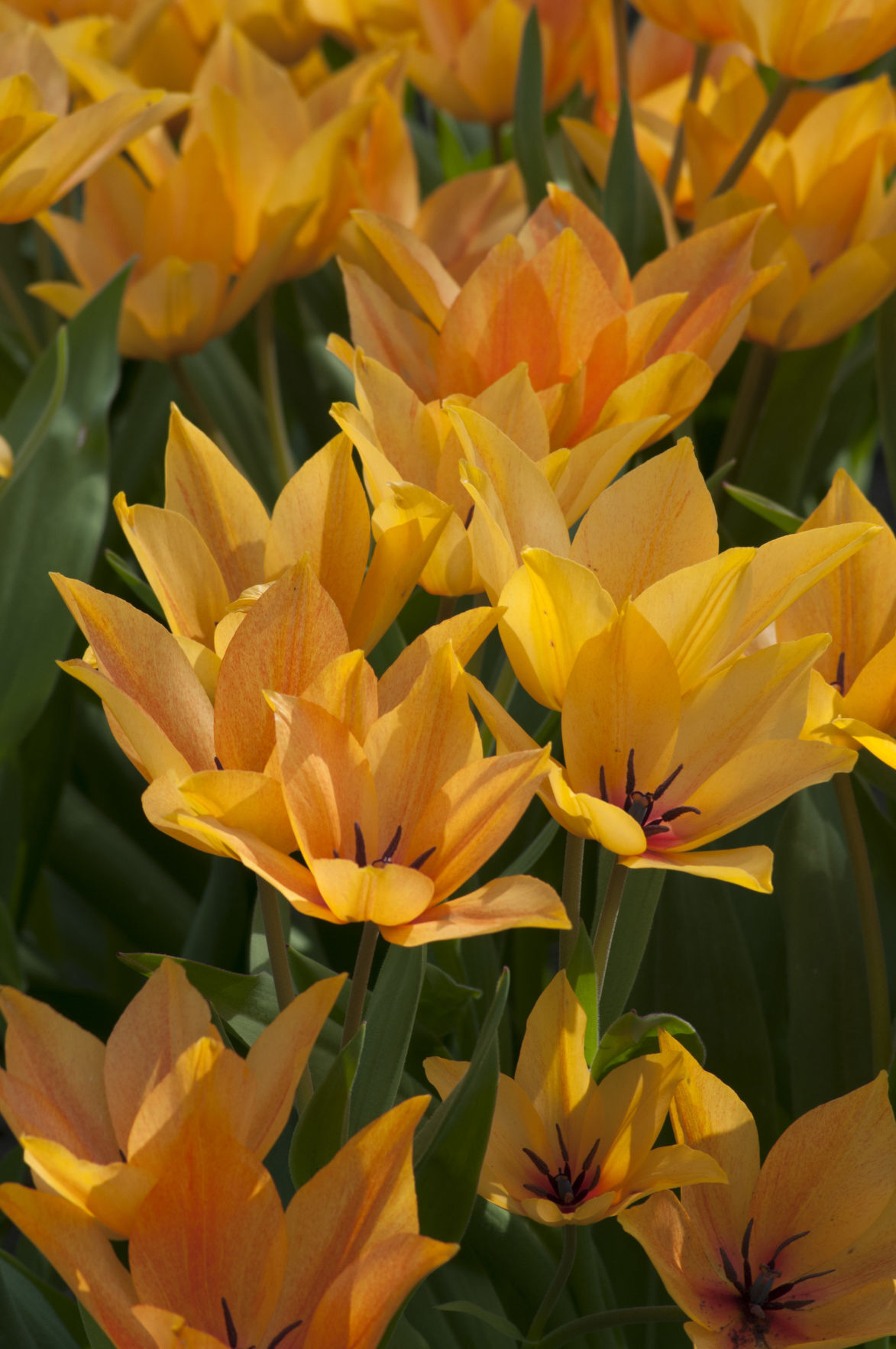 Tulipa praestans 'Shogun' - Species or Wild Tulip